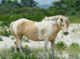 Wild Pony at Assateague