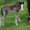 black filly with LP at around 2 weeks