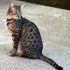 Egyptian Mau Bronze with Spotted Coat