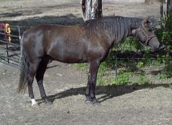 sooty palomino horse