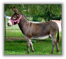 Bay Dun donkey