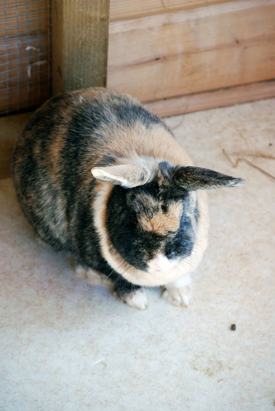 Japanese Brindle Rabbit