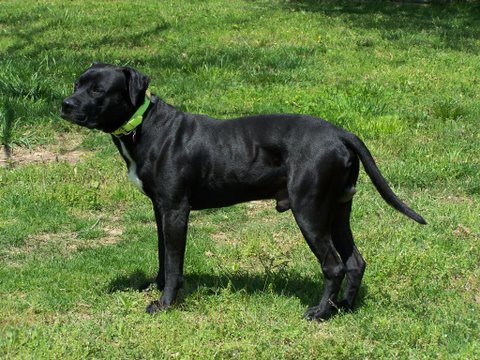 black brindle dog
