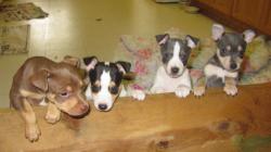 4 of the 5 pups from the example litter showing their white patterns