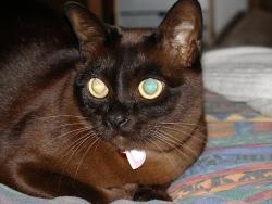 Burmese colored cat