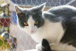 An example of Piebald Spotting in cats