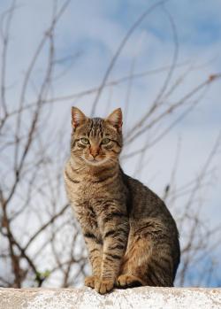 A Mackerel Tabby cat