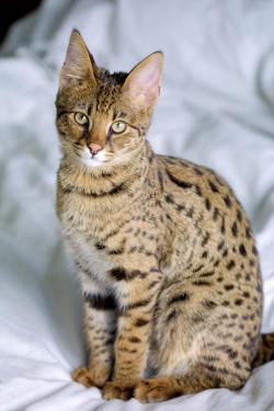 Spotted Tabby Cat