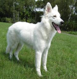 A white colored dog