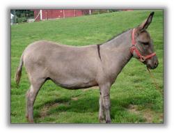 gray-dun donkey without pangare