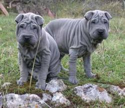 a pair of black dilute (blue) colored dogs