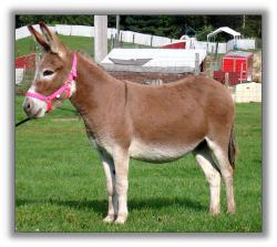 Red Dun donkey
