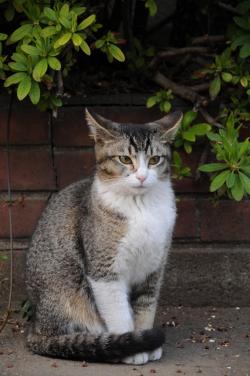 A Ticked Tabby Cat with residual markings