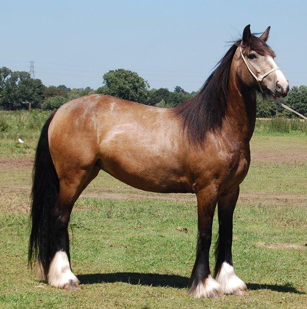buckskin or smoky brown gyspy mare