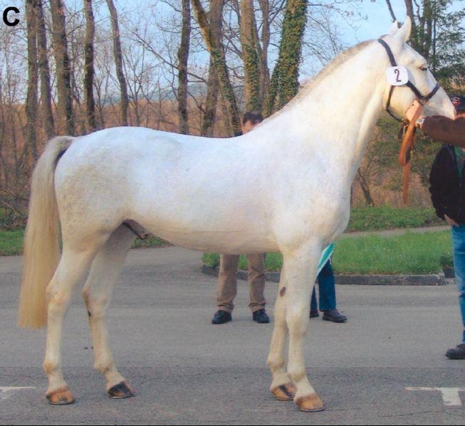 Dominant White Horse C