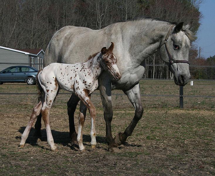 Appaloosa Mare with Foal