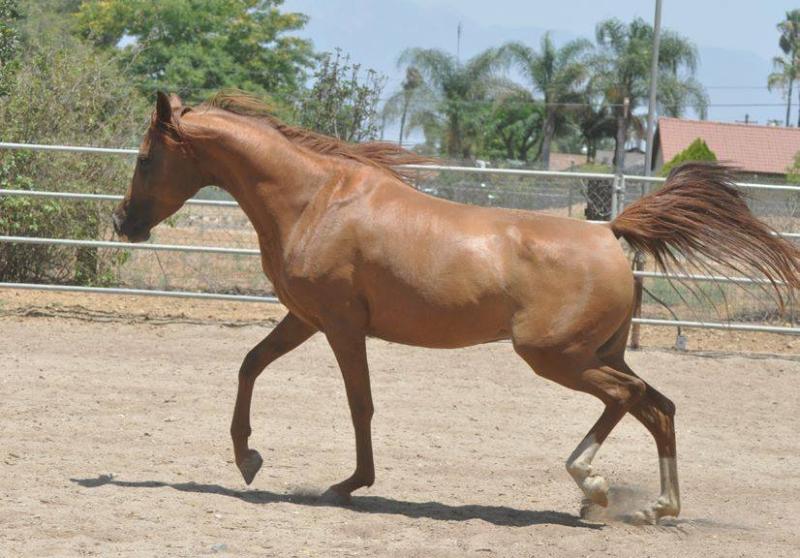 Swan Song ER a chestnut Arabian mare AA at agouti