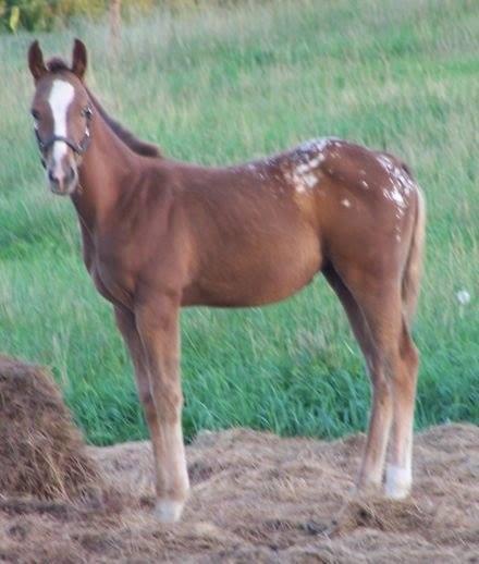 Chestnut filly with LP eeAa