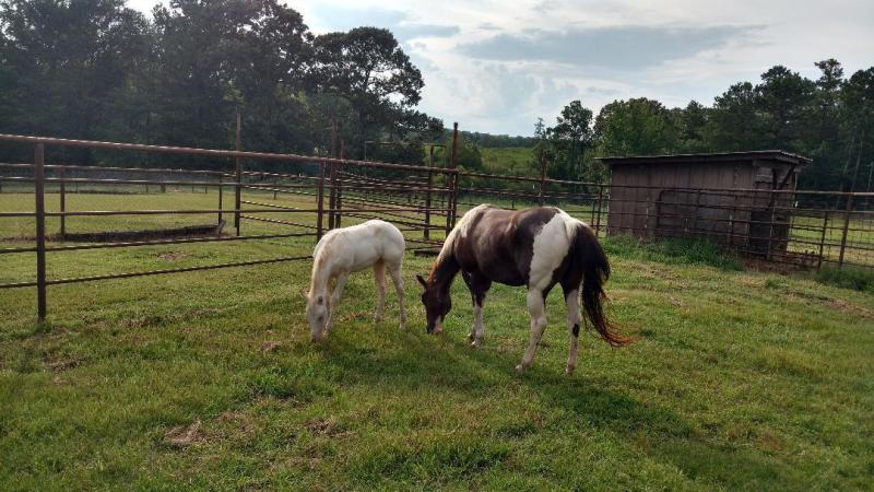 Solid White Filly Older With Dam
