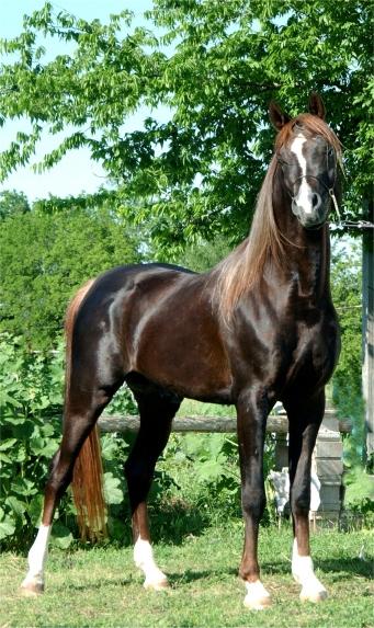 Liver Chestnut Stallion (horse)