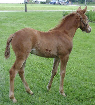 Golden Champagne Filly