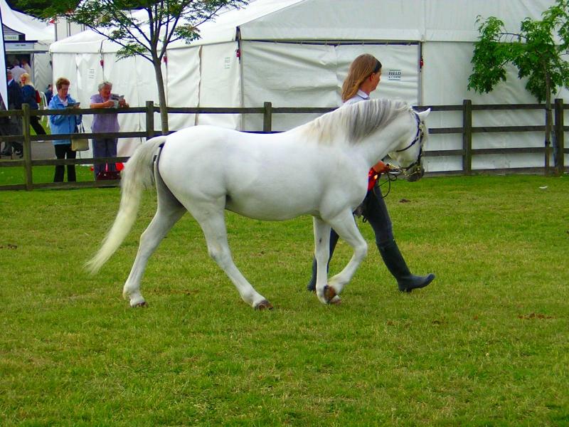 Grey Pony Stallion