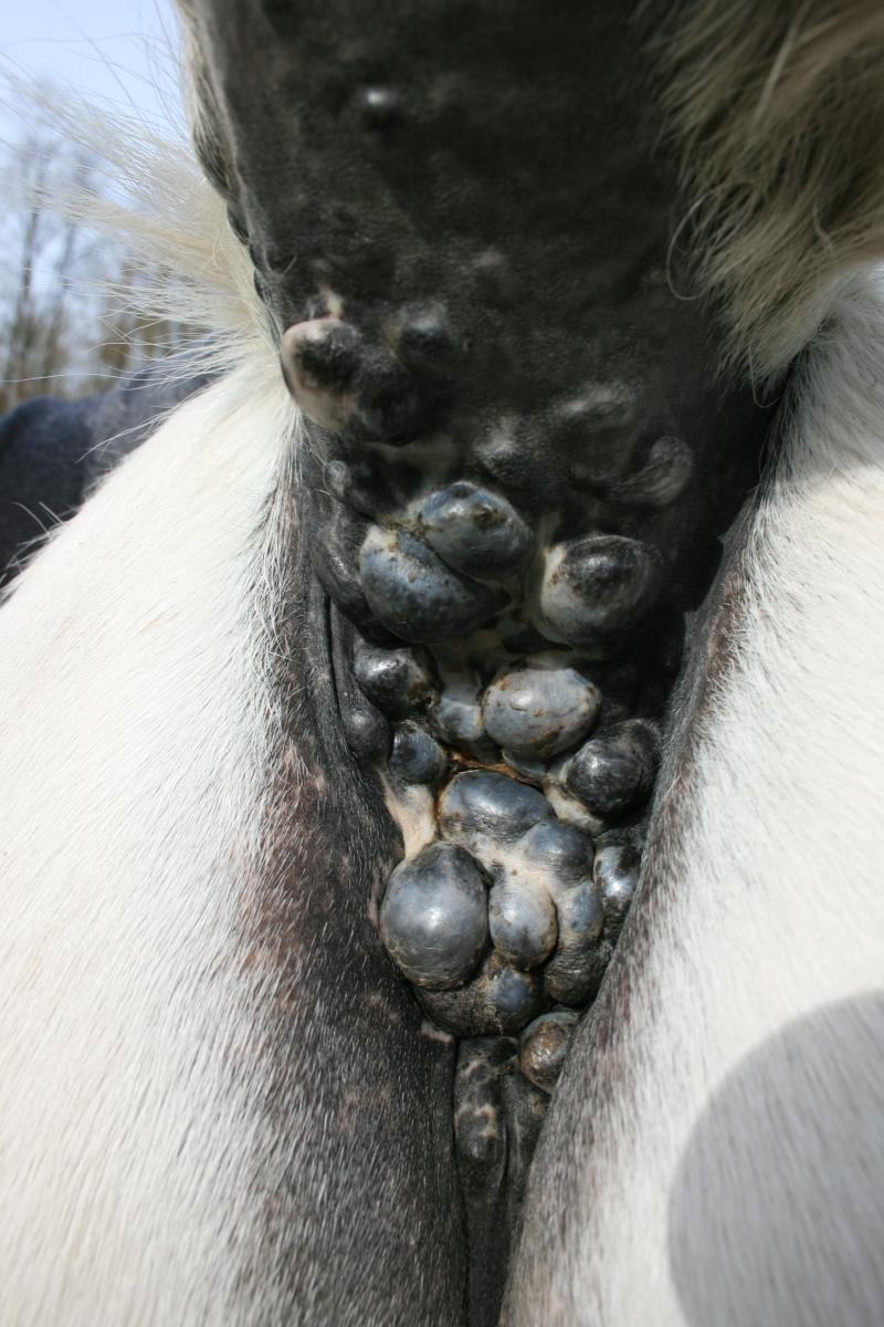 Grey horse melanomas
