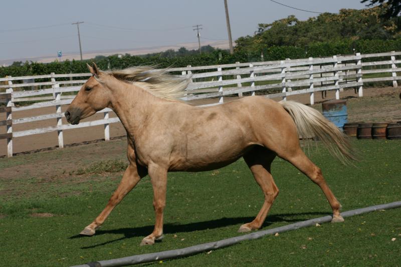 Palomino horse
