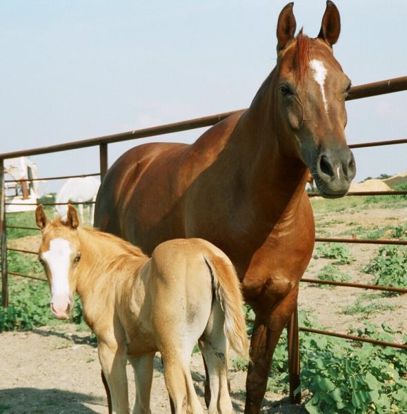 Arabian mare and her palomino filly