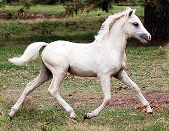 Palomino foal (filly)