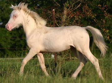 cremello foal (colt) (horse)