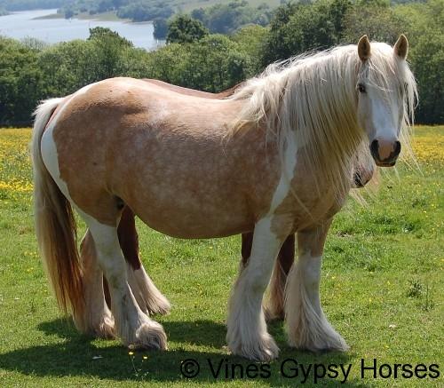 Vines Gypsy Palomino Mare (horse)