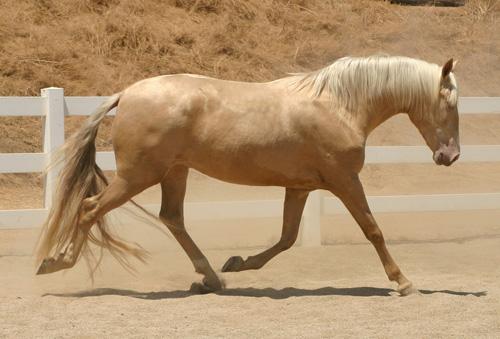 Guindaleza Trotting as an adult