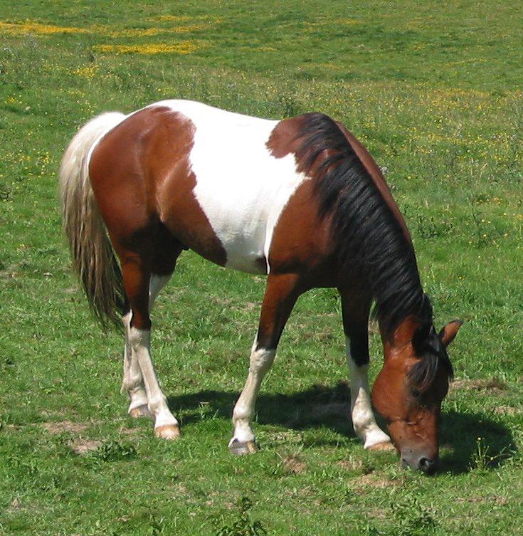 Tobiano Horse