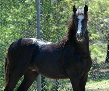 Black filly after foal shed