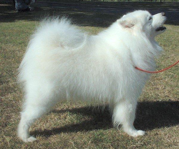 A Samoyed Dog Showing off it's long hair coat.