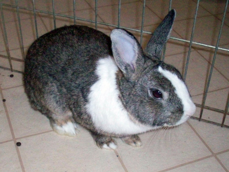 Steel rabbit