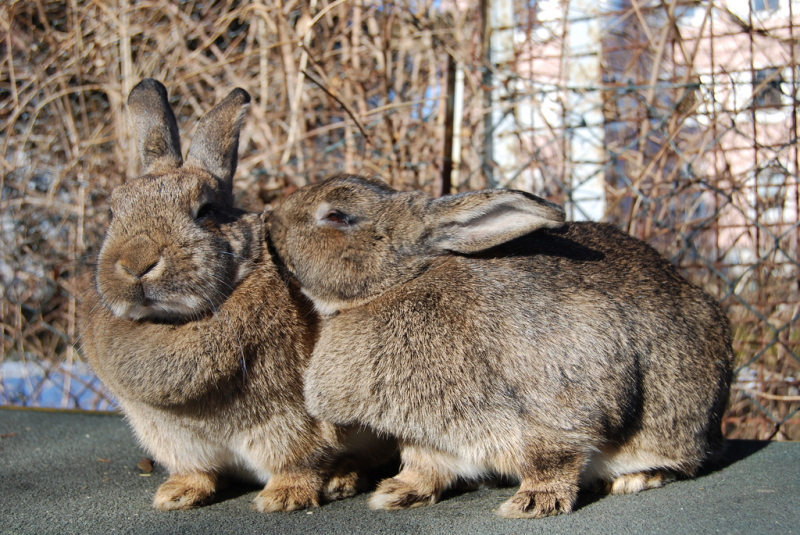 Chestnut Rabbits