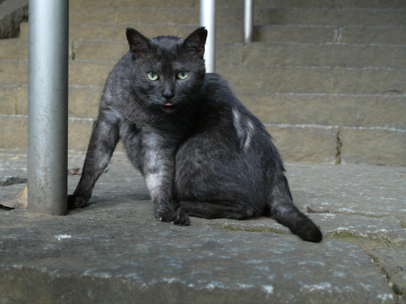 Black Silver (Smoke) Cat