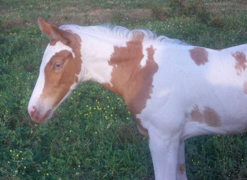 Gold Champagne Tobiano Foal
