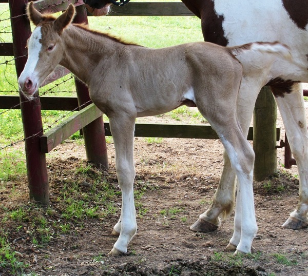 Gold champagne foal