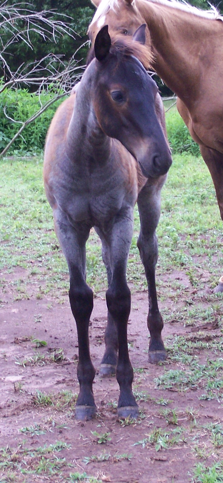 The same blue roan colt with a very faded coat