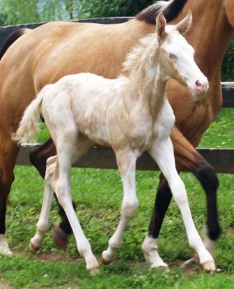 double dilute foal