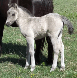 The Promise Grulla Filly