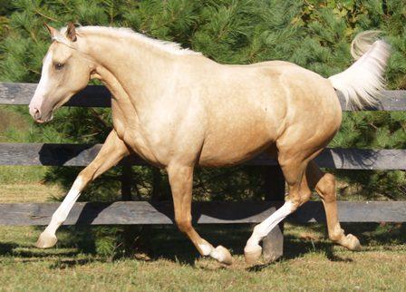 Palomino Thoroughbred mare