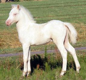 perlino foal (horse)