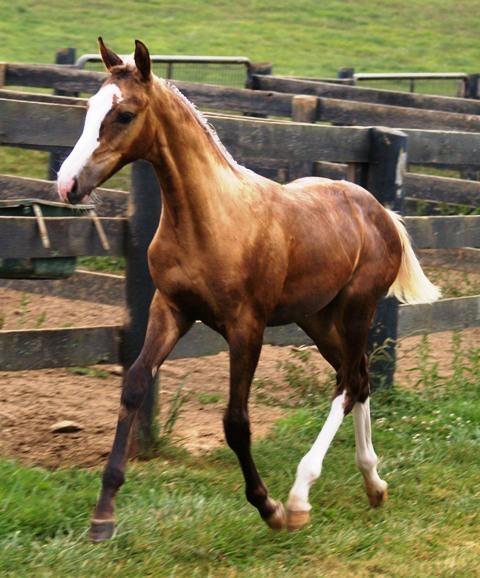 sooty palomino filly (horse)