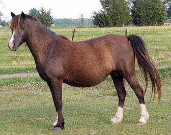 smoky black horse (mare)