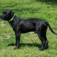 Dominant Black Dog