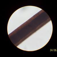 Dog Hair under a microscope